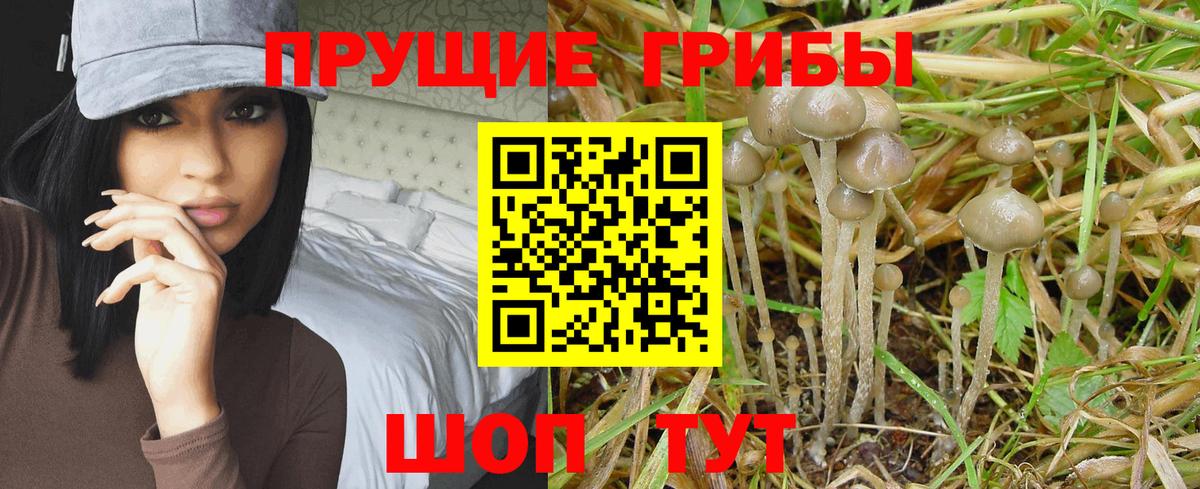 Псилоцибиновые грибы Psilocybine cubensis Красногорск
